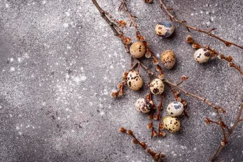 Quail eggs on grey  background Stock Photos