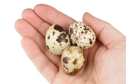Quail eggs in hand on white background isolate. Stock Photos