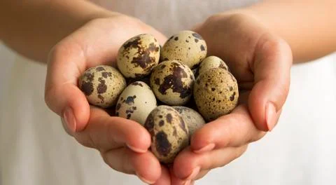 Quail eggs in hands Stock Photos