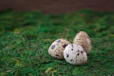 Quail eggs isolated on the green background. Easter postcard concept. Stock Photos