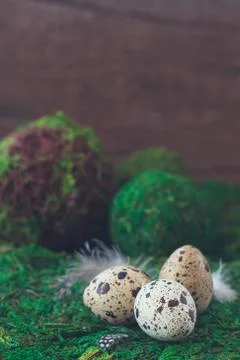 Quail eggs isolated on the green background. Easter postcard concept. Stock Photos