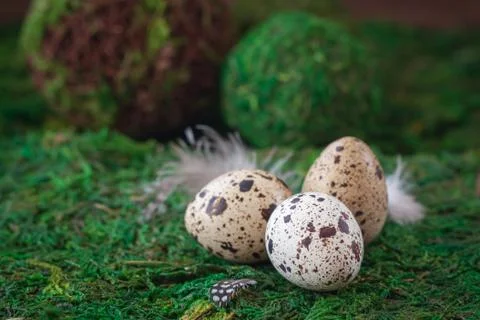 Quail eggs isolated on the green background. Easter postcard concept. Stock Photos