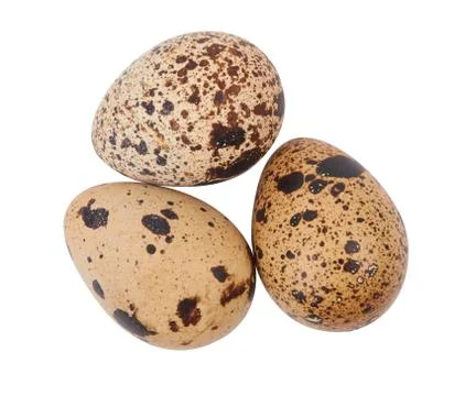 Quail eggs isolated Stock Photos