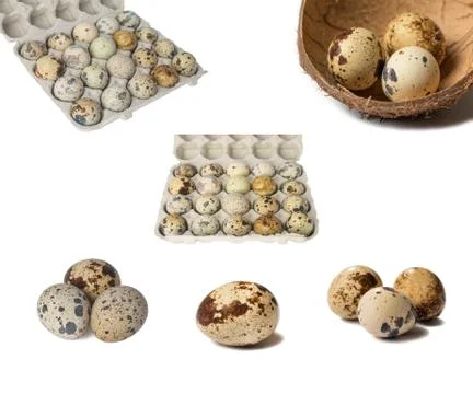 Quail eggs isolated on white background Stock Photos