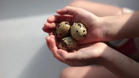 Quail eggs in kid hands Stock Footage 170831503