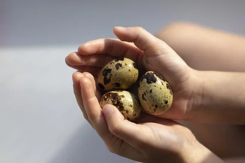 Quail eggs in kid hands Stock Photos