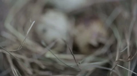 Quail eggs in the nest Stock Footage 60258734