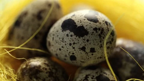 Quail eggs in the nest 库存影片 90377505