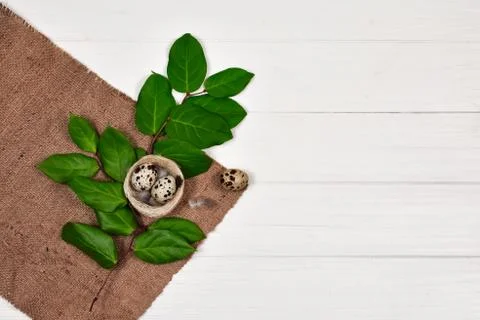Quail eggs in a nest on green leaves on a white wooden background. Easter Stock Photos