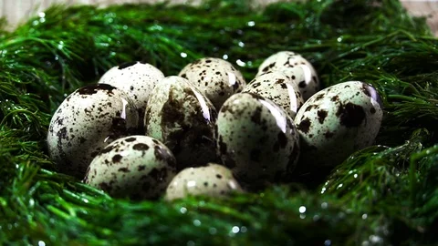 Quail eggs in the nest. hatching chick. shake Stock Footage 103428634