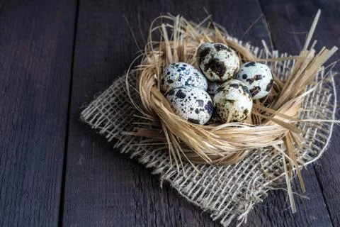 Quail eggs in nest Stock Photos