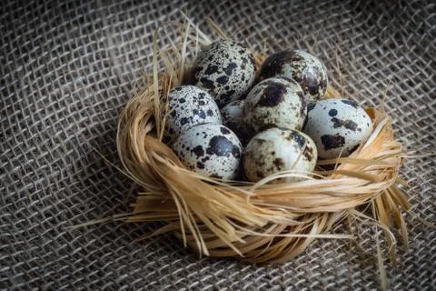 Quail eggs in nest Stock Photos