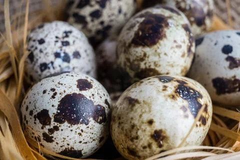 Quail eggs in nest Stock Photos