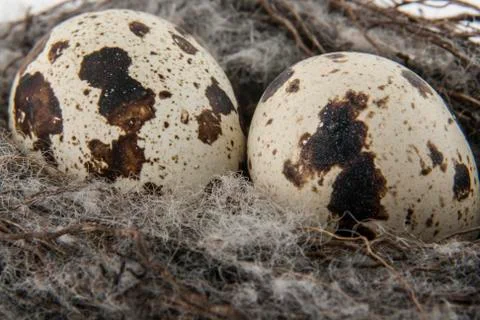 Quail eggs in a nest Stock Photos