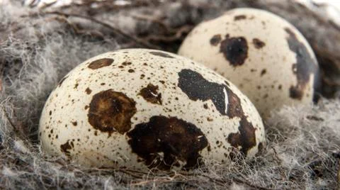 Quail eggs in the nest Stock Photos