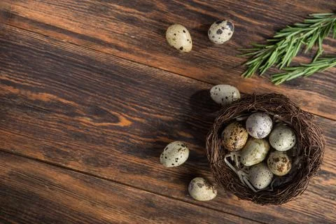 Quail eggs in nest Stock Photos