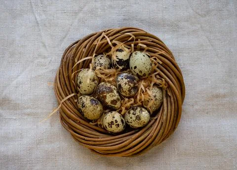 Quail eggs in the nest, selective focus Stock Photos