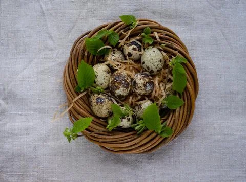 Quail eggs in the nest, selective focus Stock Photos