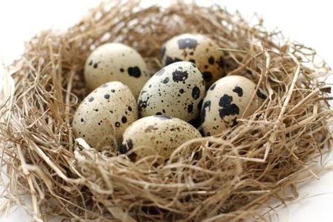 Quail eggs in nest from straw for Easter close-up Stock Photos