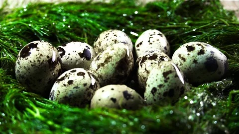 Quail eggs in a nest watered with vegetable oil Stock Footage 103428629
