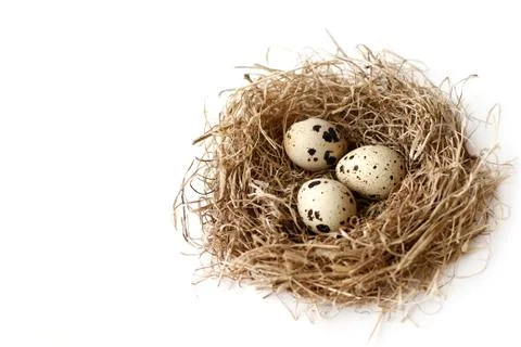 Quail eggs in nest on white background with place for text Stock Photos