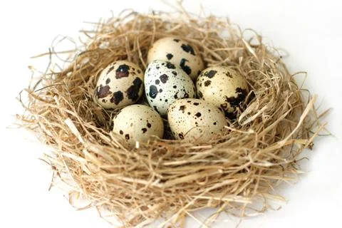 Quail eggs in nest on white background Stock Photos