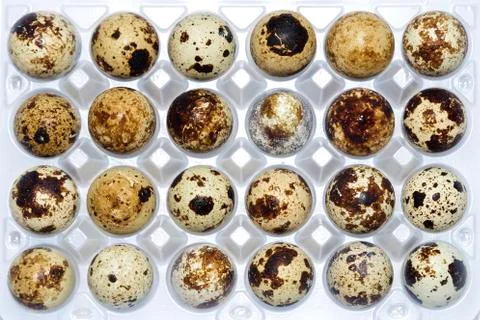 Quail eggs in pack, isolated on white Stock Photos