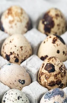 Quail eggs in a paper cell. Stock Illustration