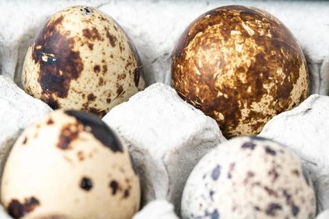 Quail eggs in a paper cell. Stock Illustration
