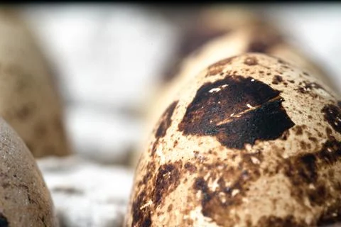 Quail eggs in a paper cell. Stock Illustration