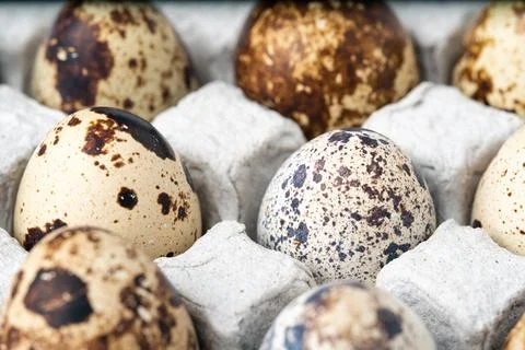 Quail eggs in a paper cell. Stock Illustration