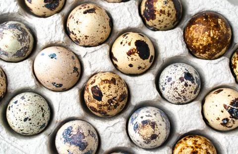 Quail eggs in a paper cell. Stock Illustration