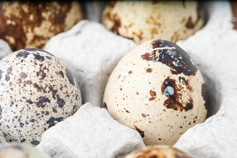 Quail eggs in a paper cell. Stock Illustration