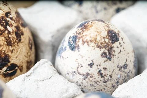 Quail eggs in a paper cell. Stock Illustration