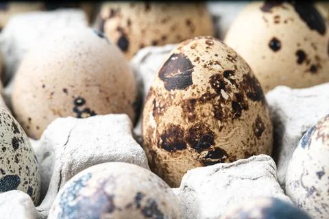 Quail eggs in a paper cell. Stock Illustration