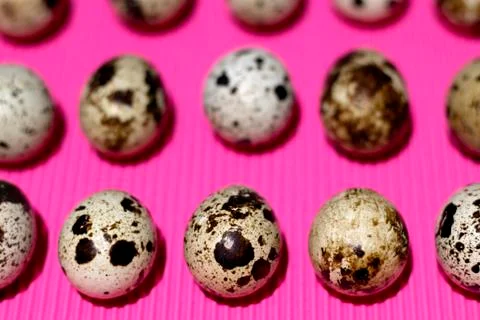 Quail eggs in parallel on a pink background Stock Photos