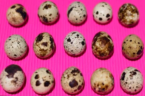 Quail eggs in parallel on a pink texture background Stock Photos