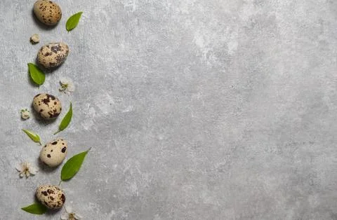 Quail eggs pattern and green leaves on a gray background. Stock Photos