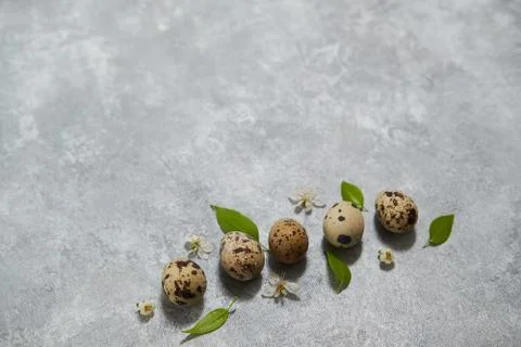 Quail eggs pattern and green leaves on a gray background. Stock Photos