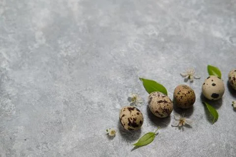 Quail eggs pattern and green leaves on a gray background. Stock Photos