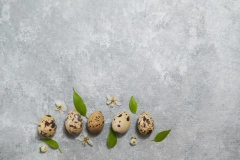 Quail eggs pattern and green leaves on a gray background. easter composition Stock Photos