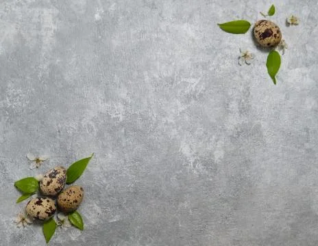 Quail eggs pattern and green leaves on a gray background. Stock Photos
