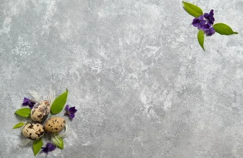 Quail eggs pattern and green leaves on a gray background. Stock Photos