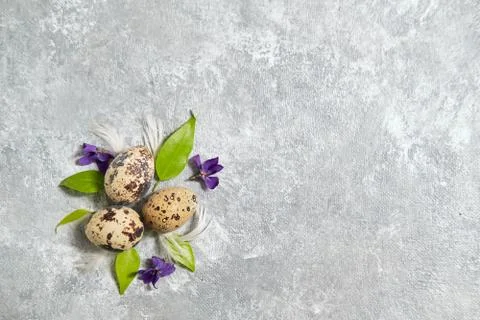 Quail eggs pattern and green leaves on a gray background. Stock Photos