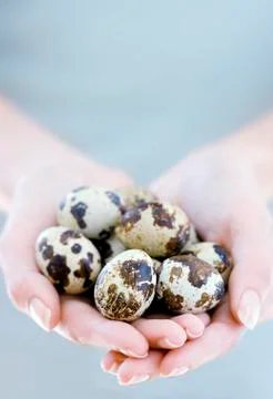 Quail eggs Stock-Fotos