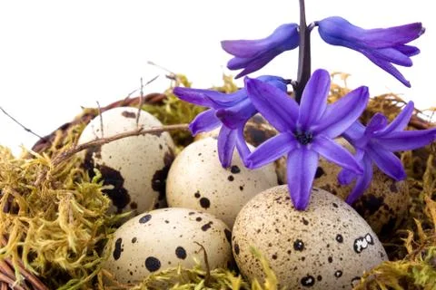 Quail eggs Fotos Stock