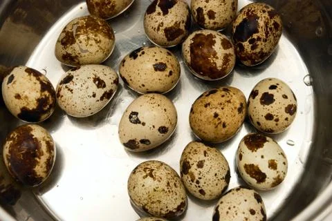 Quail eggs Stock Photos