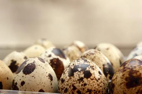 Quail eggs Stock Photos