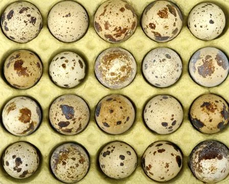 Quail eggs Stock Photos