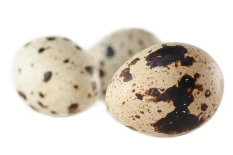 Quail eggs Stock Photos